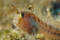 Blenny 2 Royalty Free Stock Photo