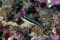 Blenny Parablennius rouxi mediterranean Royalty Free Stock Photo