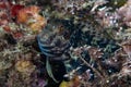 Ringneck blenny Parablennius pilicornis Royalty Free Stock Photo