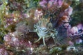 Blenny Parablennius pilicornis Medas Islands Royalty Free Stock Photo