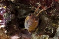 Blenny Parablennius pilicornis Royalty Free Stock Photo
