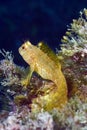 Blenny