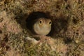 Blenny (Alloblennius pictus) Royalty Free Stock Photo