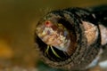 Blenny in a Bottle Royalty Free Stock Photo