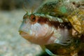 Blenny in a Bottle 2 Royalty Free Stock Photo