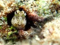 Blenny Cook Islands Royalty Free Stock Photo