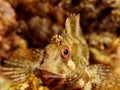 Blenny Face