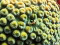 Blenny Fish In Corals - Barrier Reef, Cozumel, Mexico Royalty Free Stock Photo