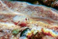 Blenny Fish on Reef, Underwater Marine Wildlife Royalty Free Stock Photo