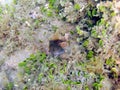 Blenny sitting on the rock and coral reef. Royalty Free Stock Photo