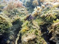 Blenny sitting on the rock and coral reef Royalty Free Stock Photo