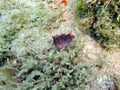 Blenny sitting on the rock and coral reef Royalty Free Stock Photo