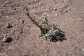 Blepharis ciliaris, desert plant