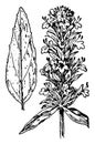 Blephilia, Ciliata, flowers, leaf, downy, mint, plant vintage illustration