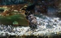 Blepsias cirrhosus, the silverspotted sculpin fish hiding