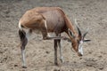 Blesbock Damaliscus pygargus phillipsi.