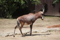 Blesbock (Damaliscus pygargus phillipsi).