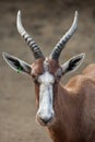 Blesbock Damaliscus pygargus phillipsi. Royalty Free Stock Photo