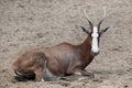 Blesbock Damaliscus pygargus phillipsi.