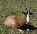 Blesbok Royalty Free Stock Photo