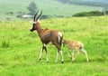 Blesbok