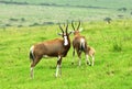 Blesbok Royalty Free Stock Photo