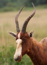 Blesbok antelope Royalty Free Stock Photo