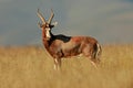 Blesbok antelope Royalty Free Stock Photo