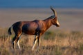 Blesbok antelope Royalty Free Stock Photo