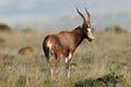 Blesbok antelope