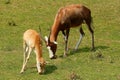 Blesbok antelope Royalty Free Stock Photo