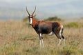 Blesbok antelope Royalty Free Stock Photo