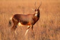 Blesbok antelope