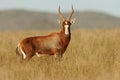 Blesbok antelope