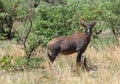 Blesbok antelope, Damaliscus pygargus, in the Okavango Delta Royalty Free Stock Photo