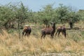 Blesbok antelope, Damaliscus pygargus, in the Okavango Delta Royalty Free Stock Photo