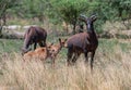 Blesbok antelope, Damaliscus pygargus, in the Okavango Delta Royalty Free Stock Photo