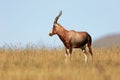 Blesbok antelope in grassland Royalty Free Stock Photo