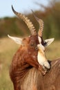 Blesbok Antelope Grooming Royalty Free Stock Photo