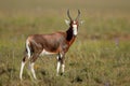 Blesbok antelope in natural habitat Royalty Free Stock Photo