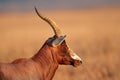 Blesbok antelope Royalty Free Stock Photo