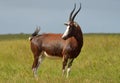 Blesbok antelope