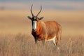 Blesbok antelope standing in grassland