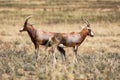 Blesbok Antelope