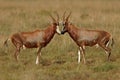 Blesbok antelopes