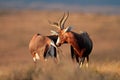 Blesbok antelopes Royalty Free Stock Photo