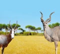 Blesbok antelopes and Greater Kudu Royalty Free Stock Photo