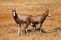 Blesbok antelopes in natural habitat Royalty Free Stock Photo