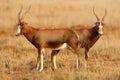 Blesbok antelopes in natural habitat, Mountain Zebra National Park, South Africa Royalty Free Stock Photo