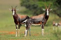 Blesbok antelopes Royalty Free Stock Photo